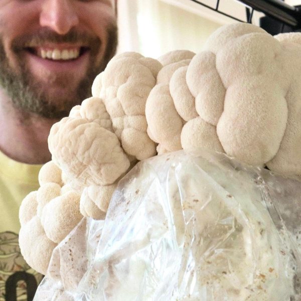 Organic Lion s Mane Mushroom Grow Kit Fruiting Block For Sale