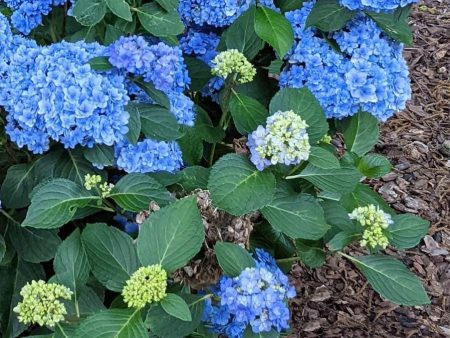 Double Down® Hydrangea Online