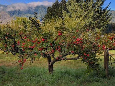 Zestar Apple Cheap