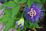 Passiflora Maypop For Sale