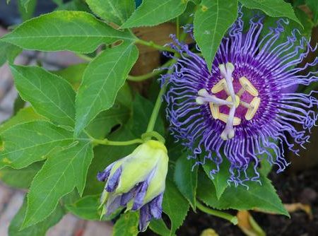 Passiflora Maypop For Sale