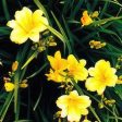 Stella D Oro Day Lily Online Hot Sale