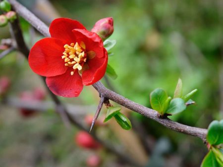 Crimson and Gold Flowering Quince on Sale