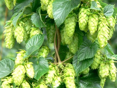 Tettnang Hops Hot on Sale