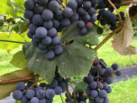 Concord Grape Cheap