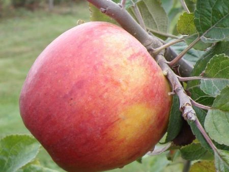 Alkemene Apple Supply