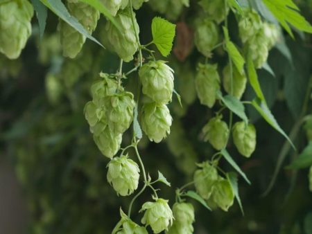 Mt. Hood Hops Sale