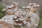 Oyster Mushroom Kit For Discount