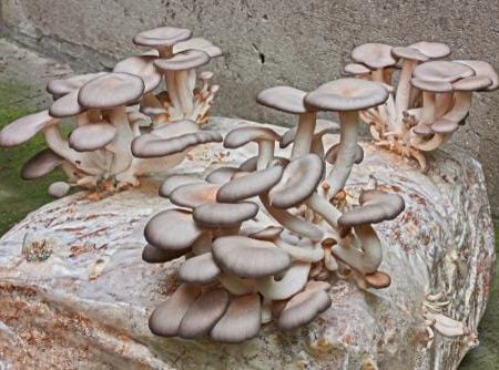 Oyster Mushroom Kit For Discount