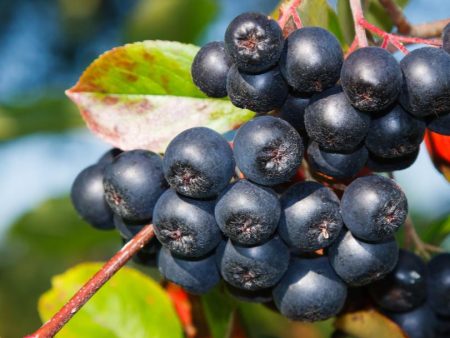 Aronia Seedling Online Hot Sale