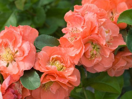 Double Take® Peach Flowering Quince Online now