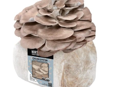 Organic Italian Oyster Mushroom Grow Kit Fruiting Block Cheap