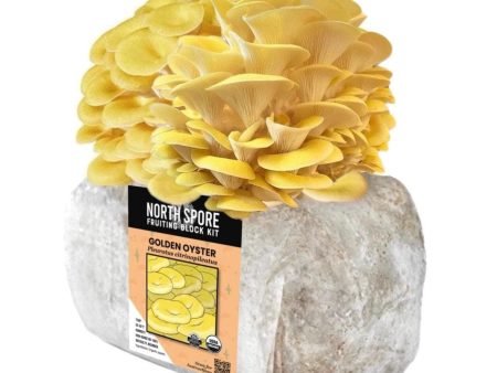 Organic Golden Oyster Mushroom Grow Kit Fruiting Block Online Sale