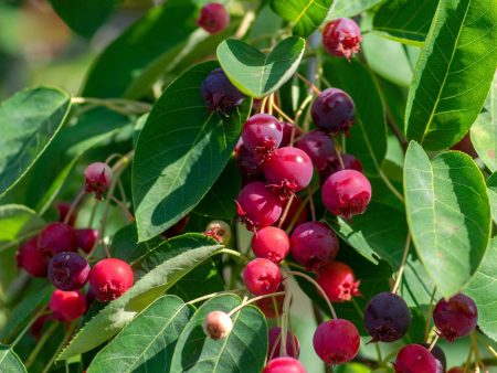 Autumn Brilliance Serviceberry Supply