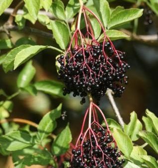 Ranch Elderberry Cheap