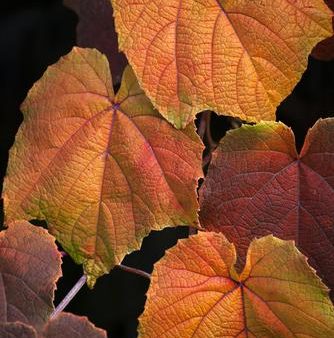 Crimson Glory Vine Online Sale