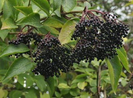 Nova Elderberry For Discount