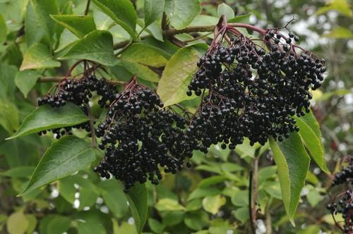 Nova Elderberry For Discount