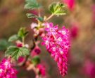 King Edward VII Flowering Currant Cheap