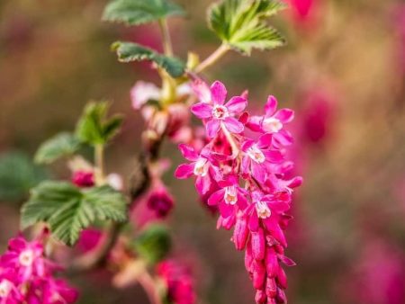 King Edward VII Flowering Currant Cheap