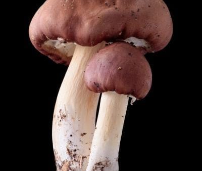 King Stropharia Garden Giant Spawn Online Hot Sale