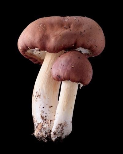 King Stropharia Garden Giant Spawn Online Hot Sale