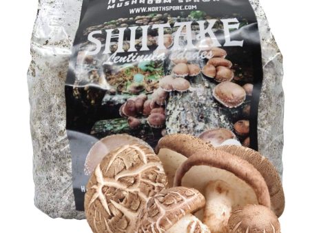 Organic Shiitake Mushroom Sawdust Spawn Sale