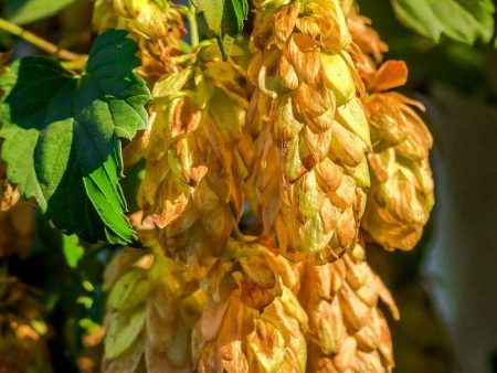 Golden Hops Sale