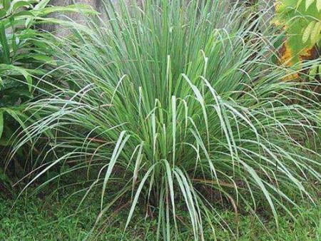 Lemon Grass Online now